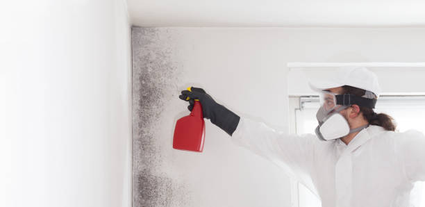 Best Post-Flood Mold Remediation in Red Bank, SC